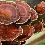 Reishi Mushroom For Fatty Liver