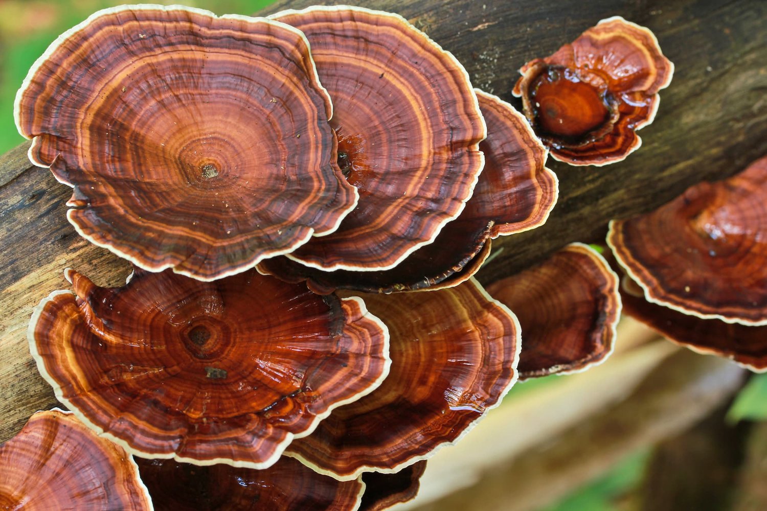 Reishi Mushroom For Fatty Liver