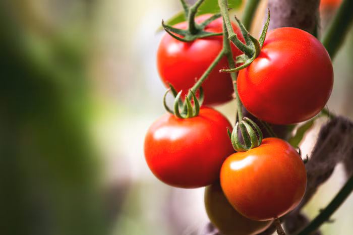 Are Tomatoes Good for Fatty Liver?